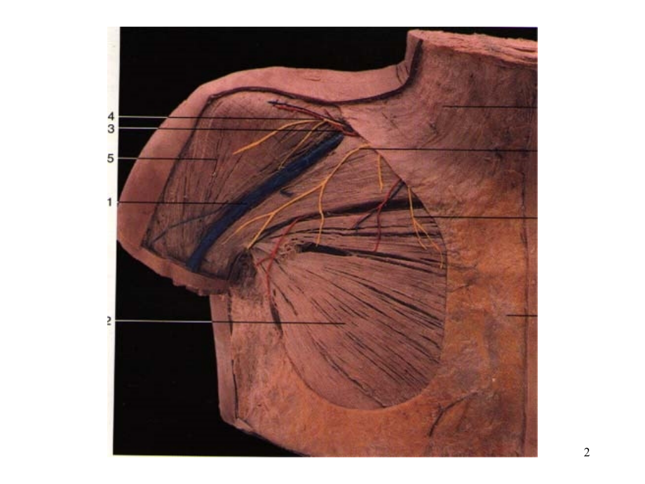 上肢 哈尔滨医科大学局解课件 局部解剖学教学课件_第2页