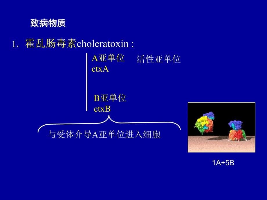 10弧菌 医学微生物学教学课件_第5页