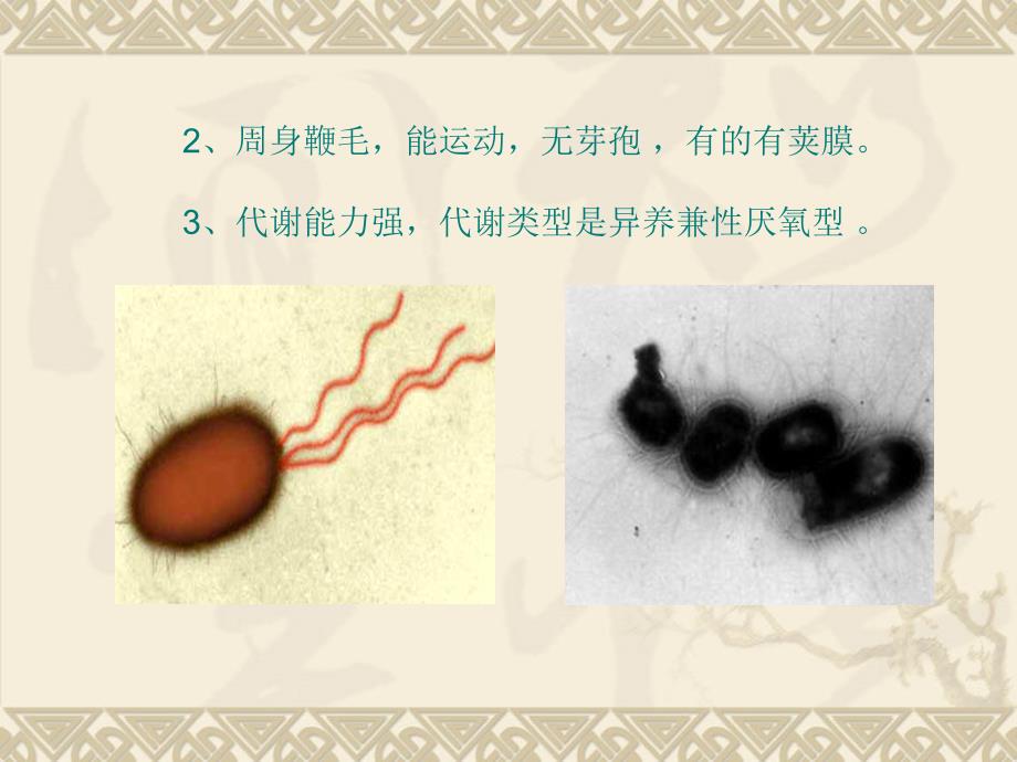 革兰氏阴性杆菌大肠杆菌介绍_第4页