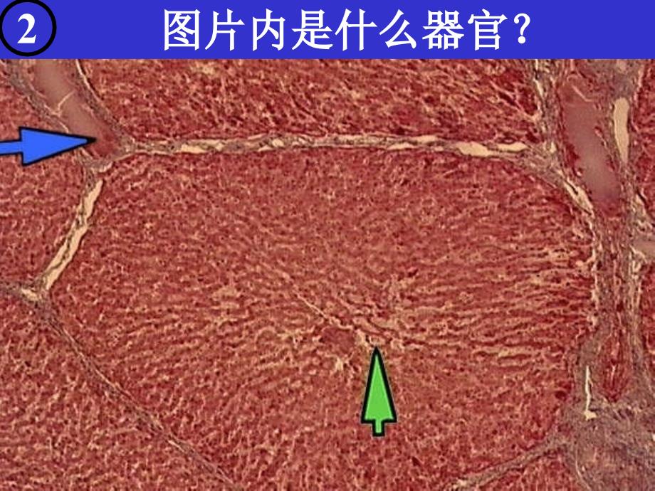 全国大部分高校医科大学组织胚胎学实验考试题目汇总ppt消化腺复习测试_第4页