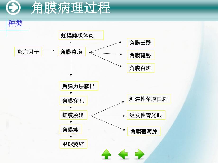 角膜与巩膜病_第4页