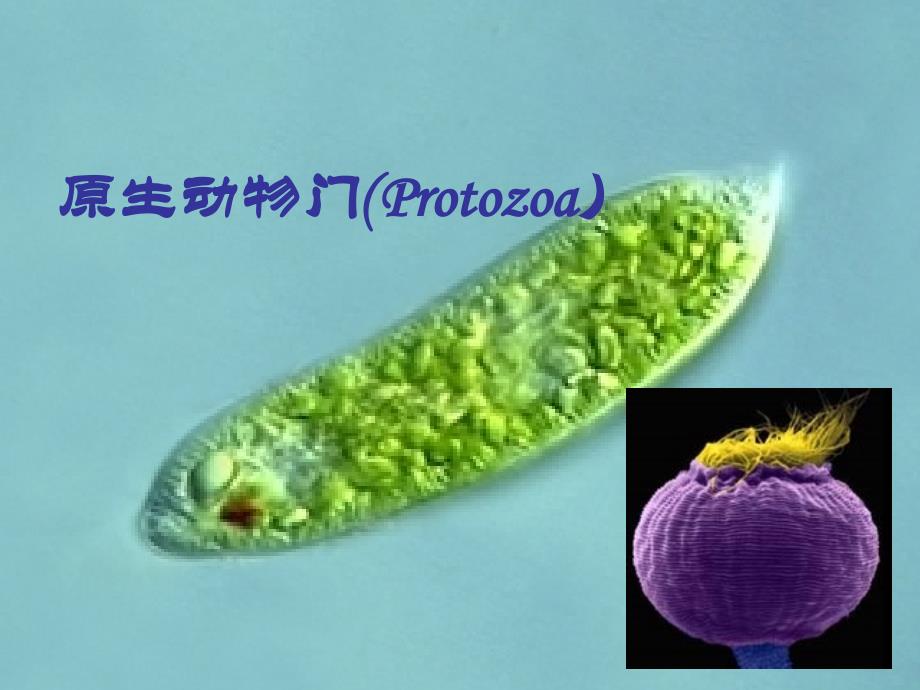 动物生物学05原生动物门_第1页