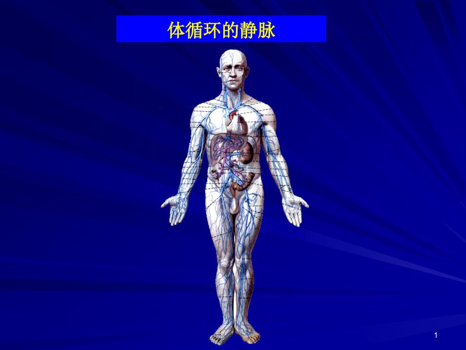 人体解剖学体循环静脉_第1页