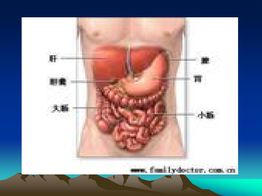 腹部查体讲义_第2页
