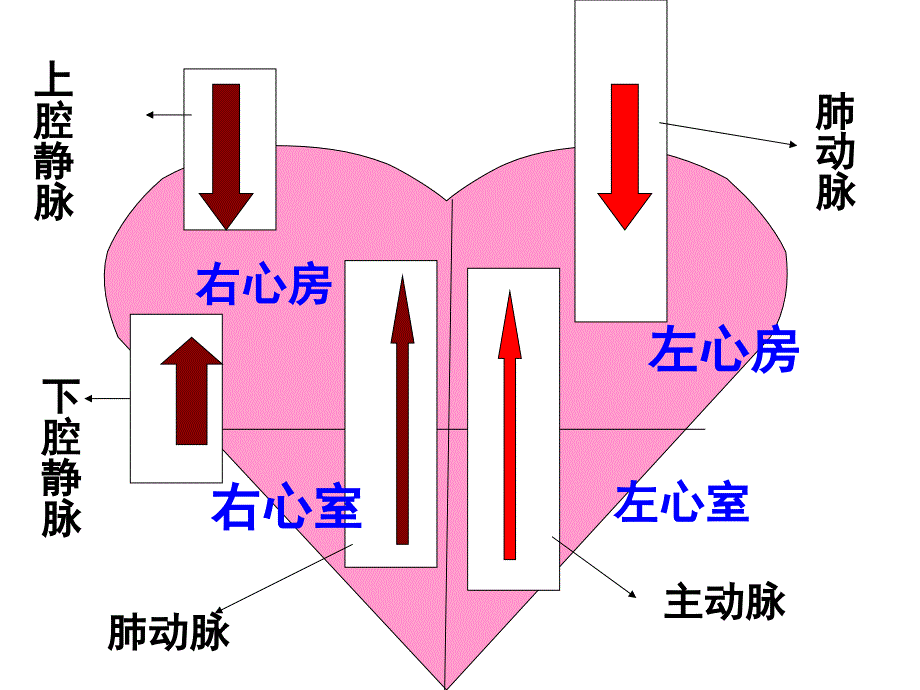 物质运输的途径济南版_第3页