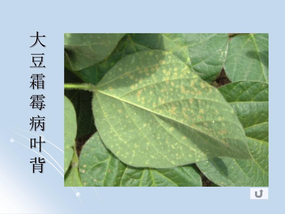 大豆霜霉病症状 农业植物病理学 课件_第4页