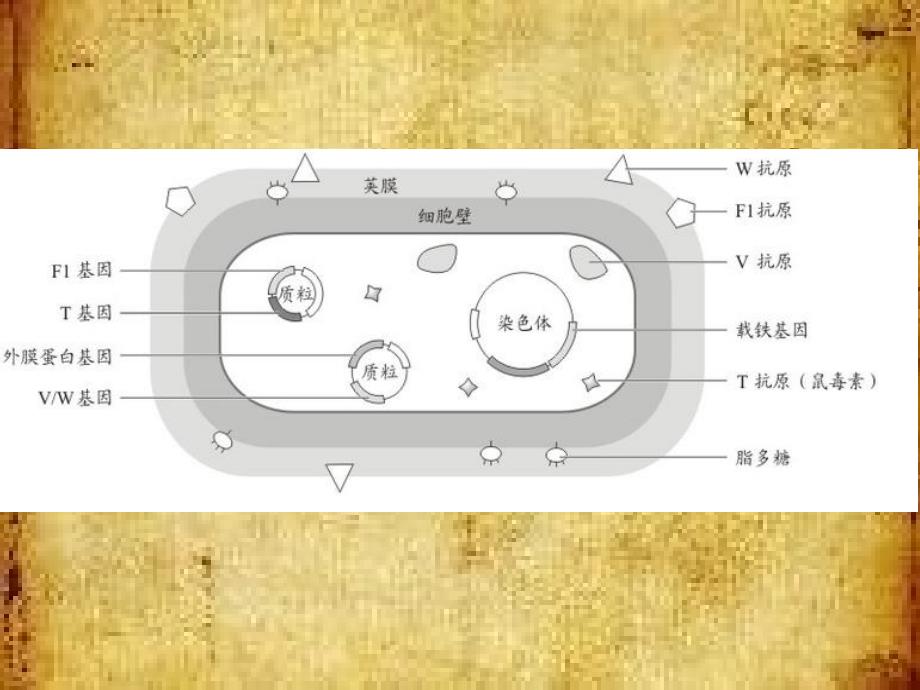 鼠疫耶尔森菌_第4页