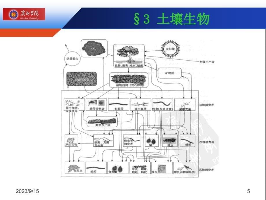 土壤学第三章 土壤生物_第5页