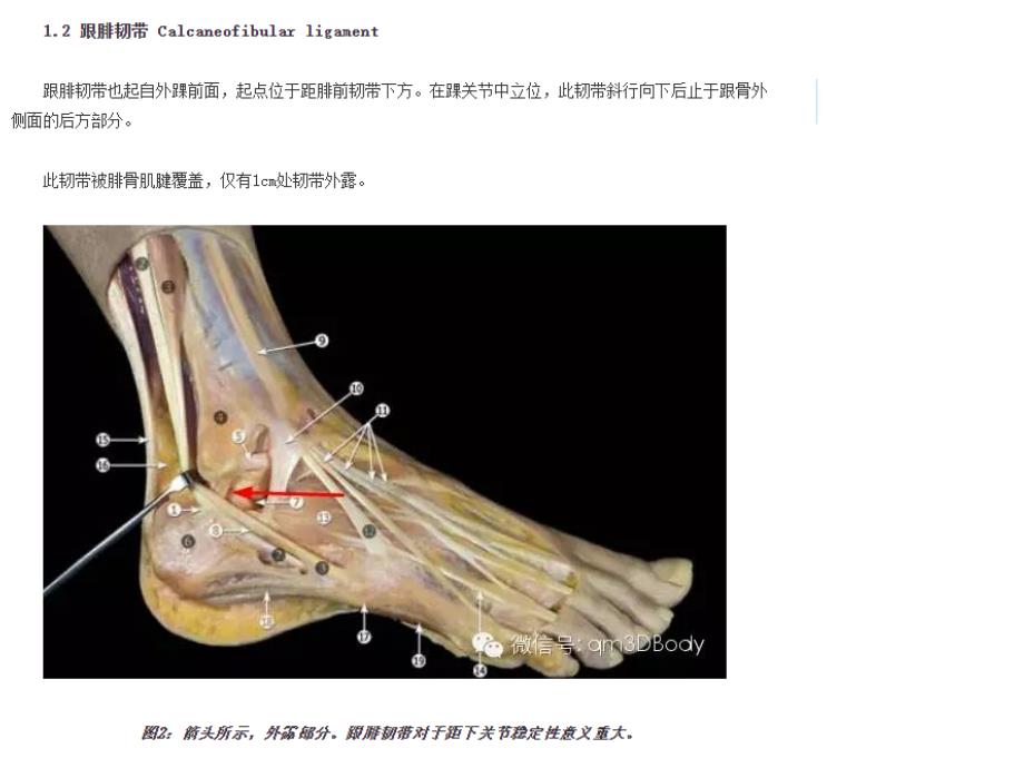 踝关节的解剖及分型_第3页