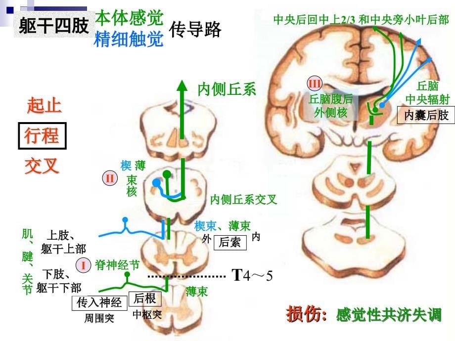 人体解剖中枢神经系统的传导通路传导路_第5页