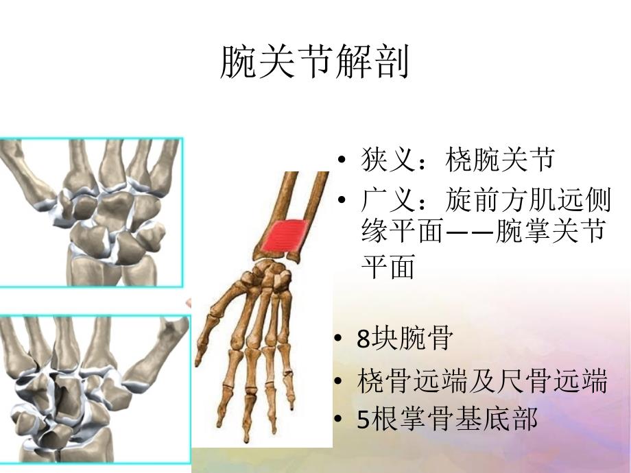 腕关节解剖_第2页