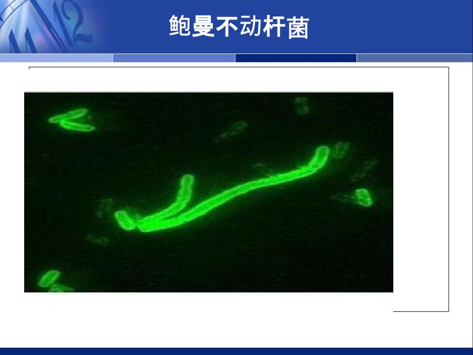 鲍曼不动杆菌感染诊治与防控专家与共识2_第3页