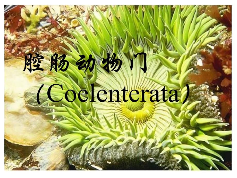 动物生物学07腔肠动物门_第1页