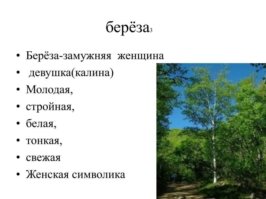 4树木数字 俄语语言国情学_第5页