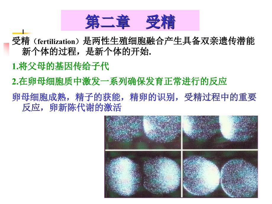 细胞受精过程_第1页