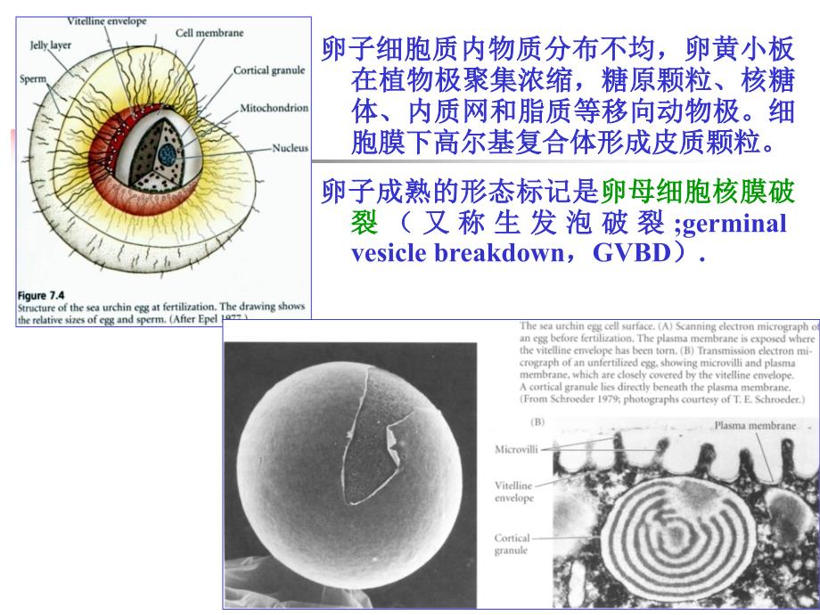 细胞受精过程_第3页