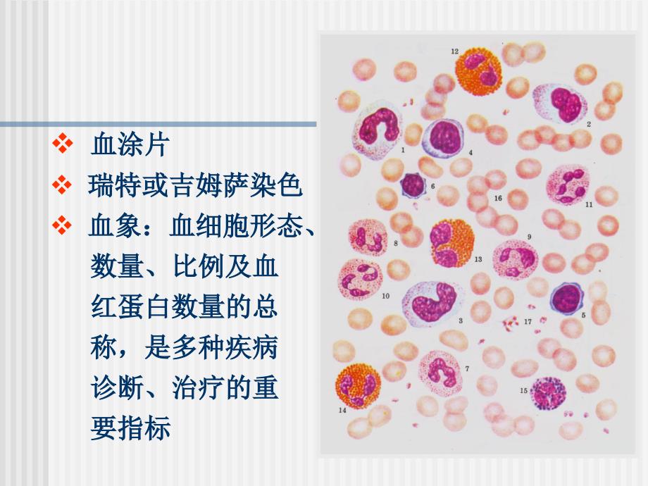 血液及造血组织_第4页