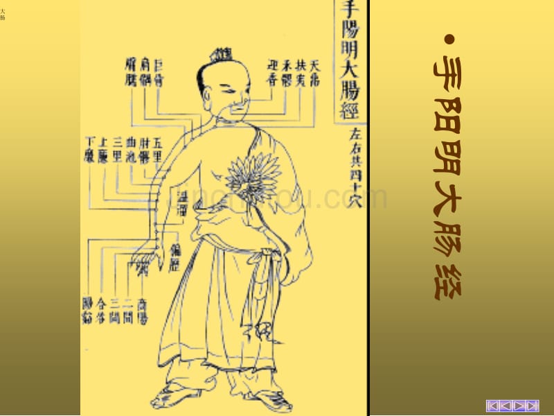 【中医经络】手阳明大肠经_第1页