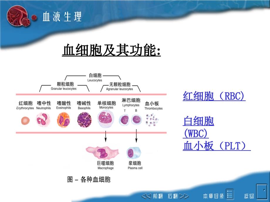 血液血细胞_第2页