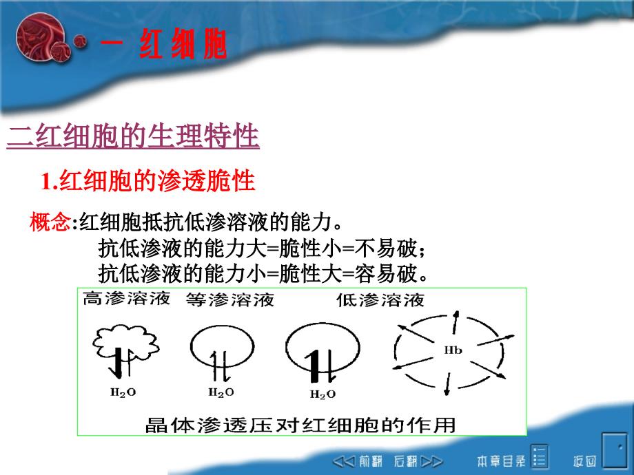 血液血细胞_第4页