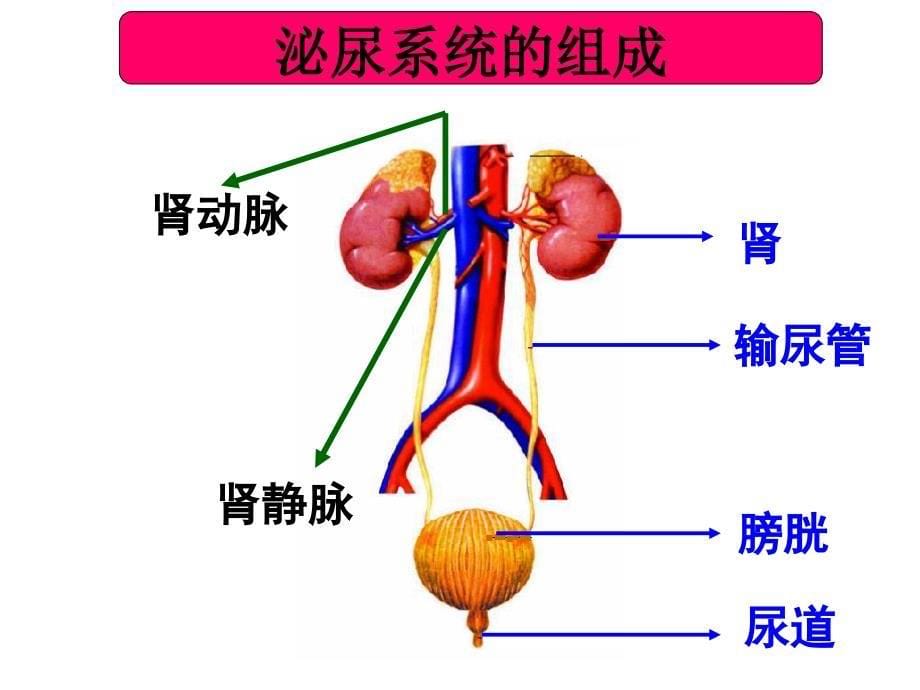 人体内废物的排出_第5页