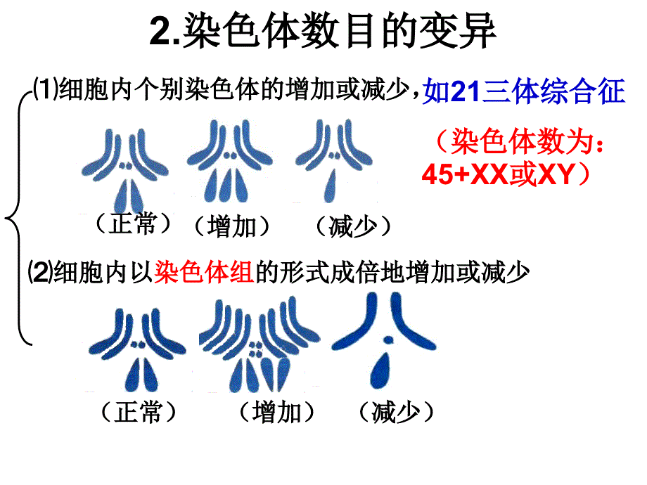 染色体变异wyg_第4页