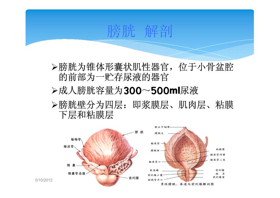 神经源性膀胱_第3页