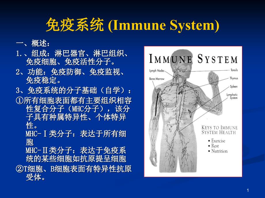 组织学与胚胎学免疫_第1页