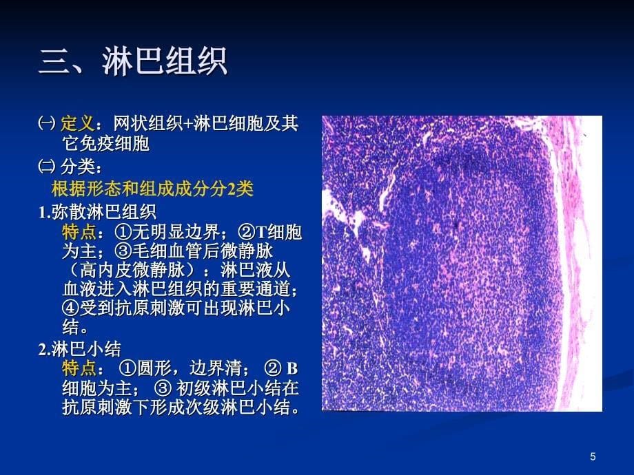 组织学与胚胎学免疫_第5页