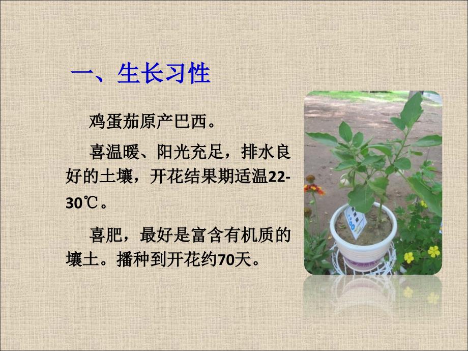 2015.4. 中小学植物栽培竞赛-鸡蛋茄_第4页