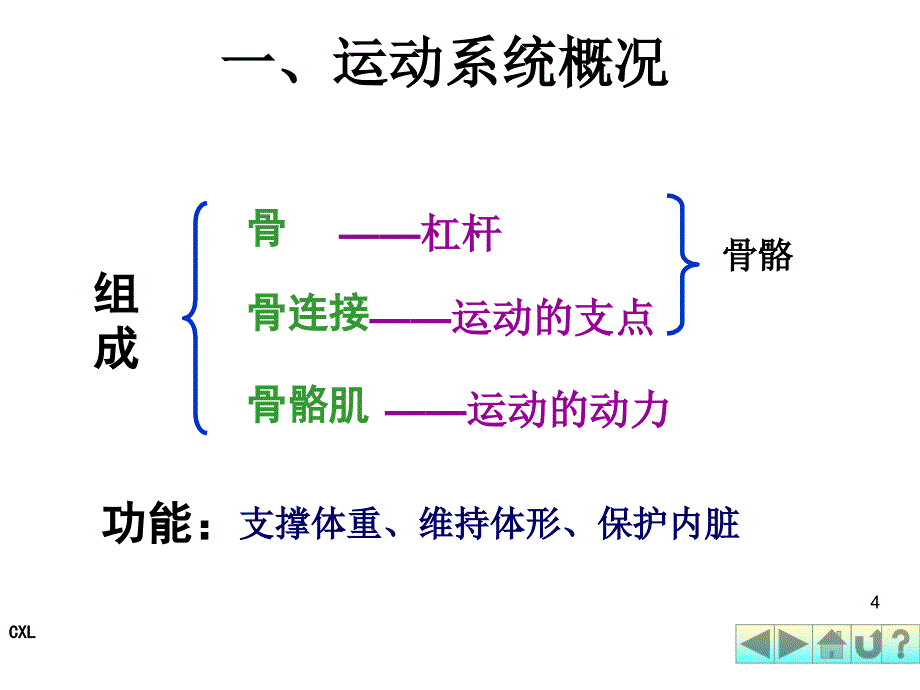 教学幼儿卫生学之运动系统_第4页