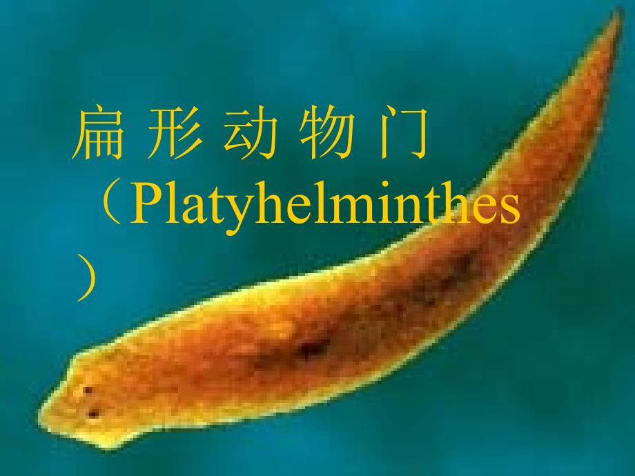 动物生物学08扁形动物1_第1页