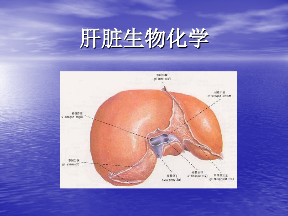 肝脏生物化学_第1页