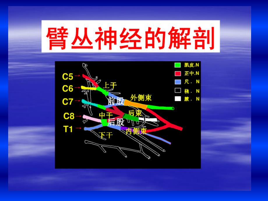 臂丛神经扫描_第3页