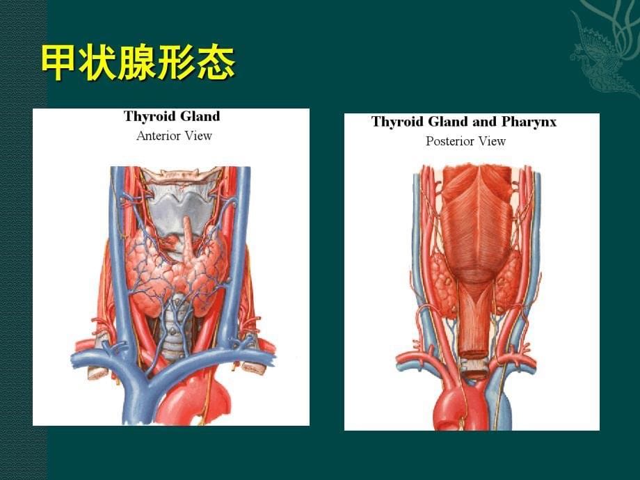 甲状腺疾病的防治_第5页