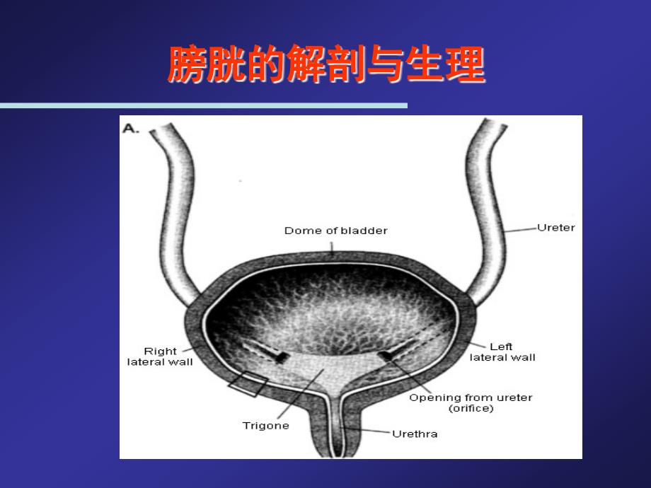 膀胱肿瘤与尿流改道_第2页