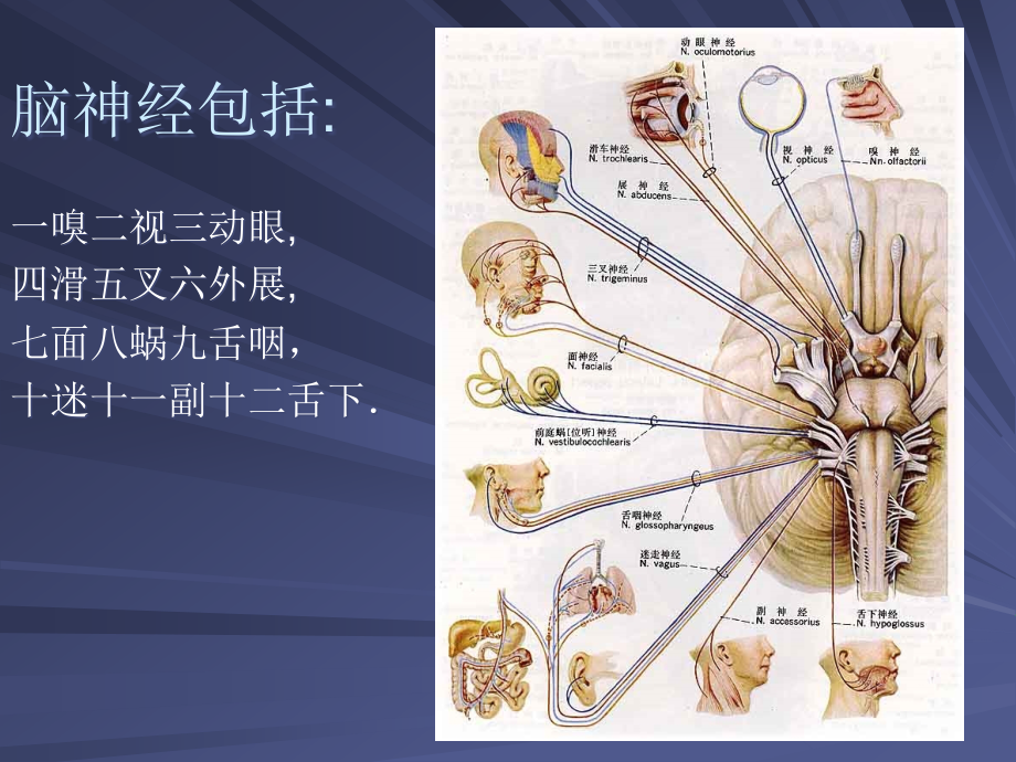 脑神经病变的定位诊断_第3页