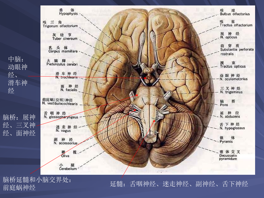 脑神经病变的定位诊断_第4页