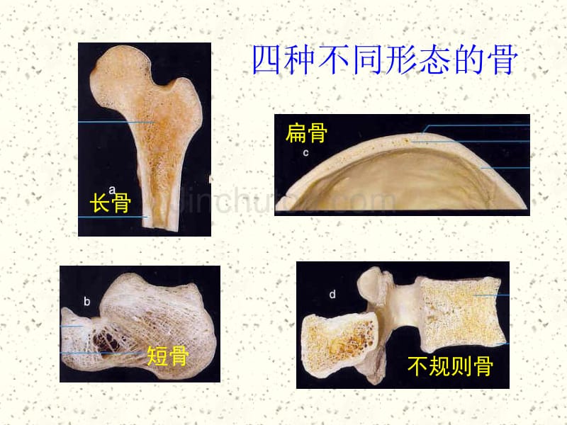 运动系统-骨学_第4页