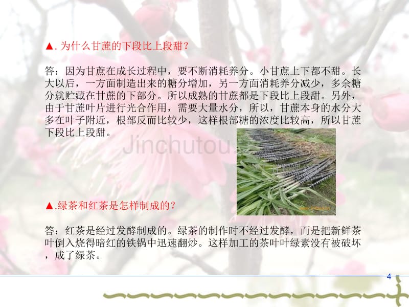 植物科学小知识_第4页