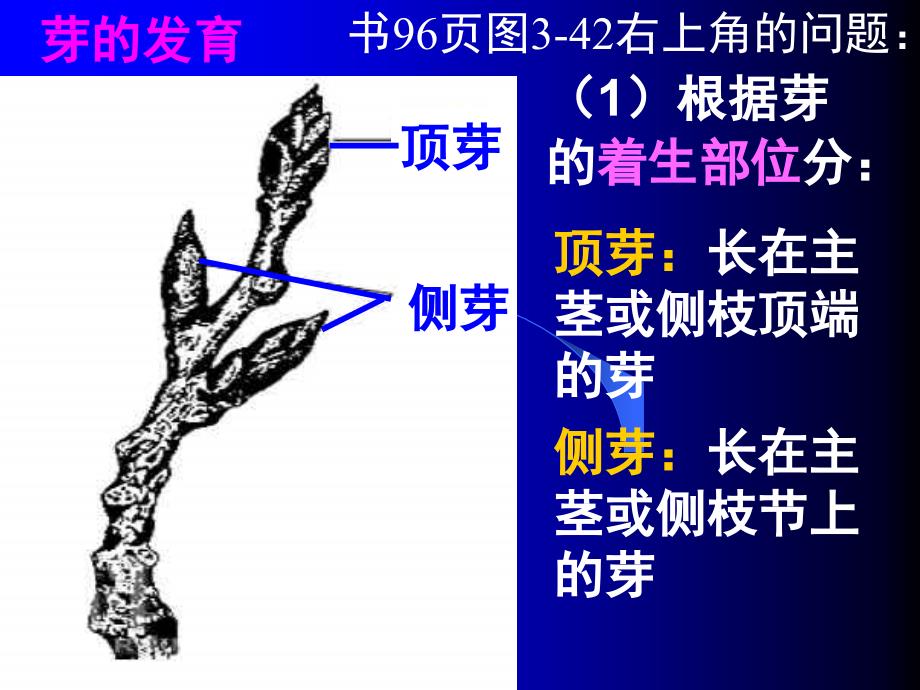 动物的生殖方式  (浙教版)_第3页