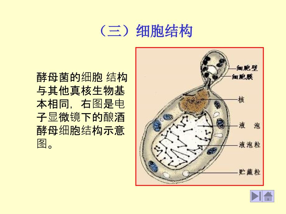 酵母菌的细胞结构与其他真核生物基本相同,右图是电子显微_第1页