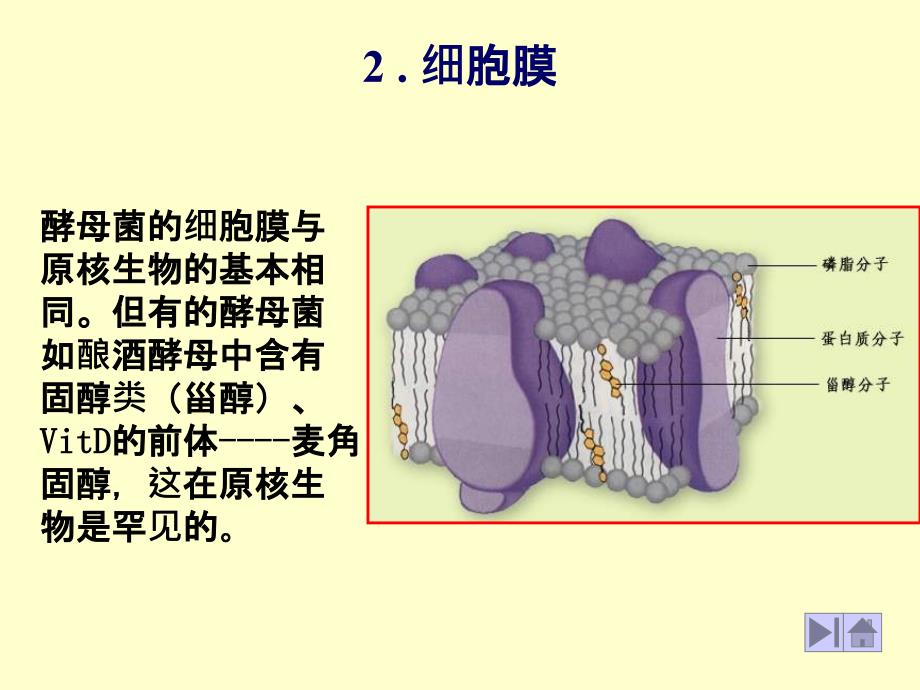 酵母菌的细胞结构与其他真核生物基本相同,右图是电子显微_第3页