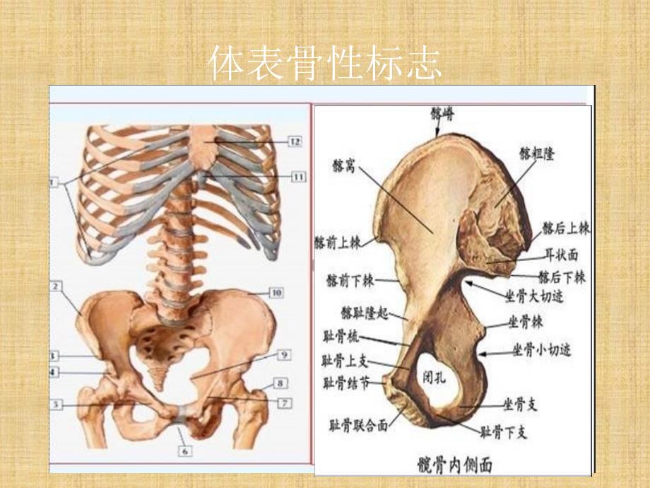 腹腔镜腹壁穿刺要领_第4页