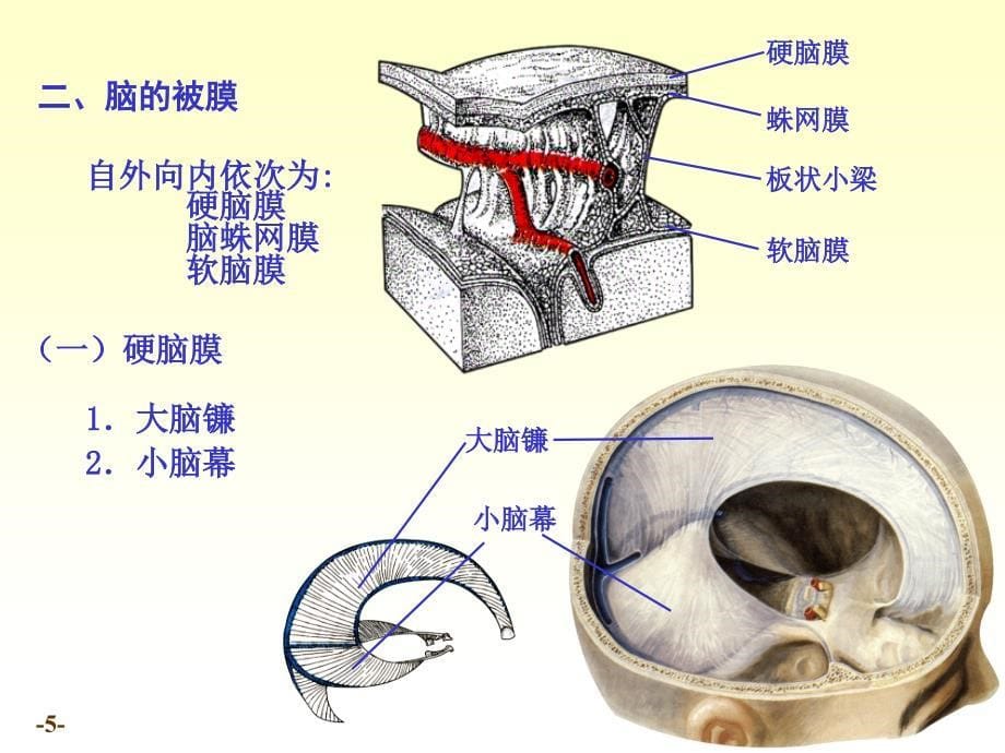 系统解剖学脑和脊髓的被膜血管及脑脊液循环_第5页