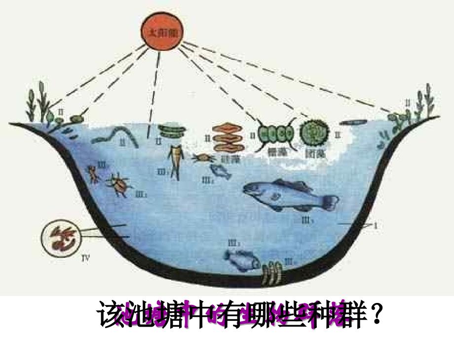 种群和生物群落6_第2页