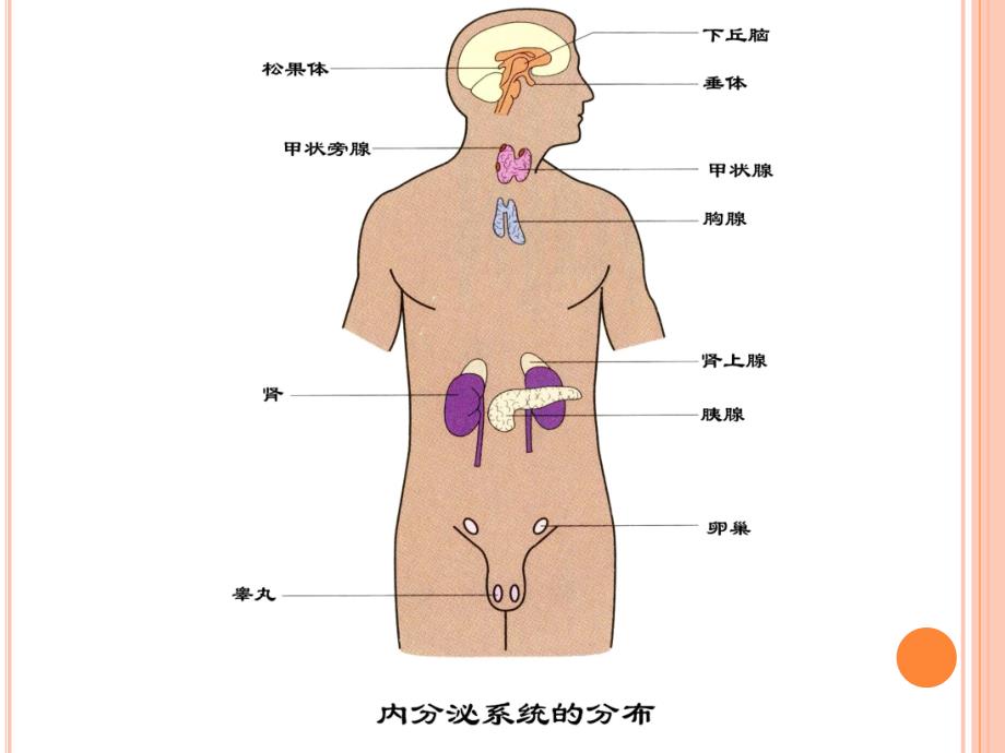 内分泌系统与体液调节_第4页