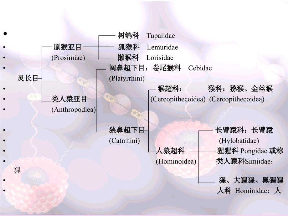 7七 饶舌的类人猿_第3页