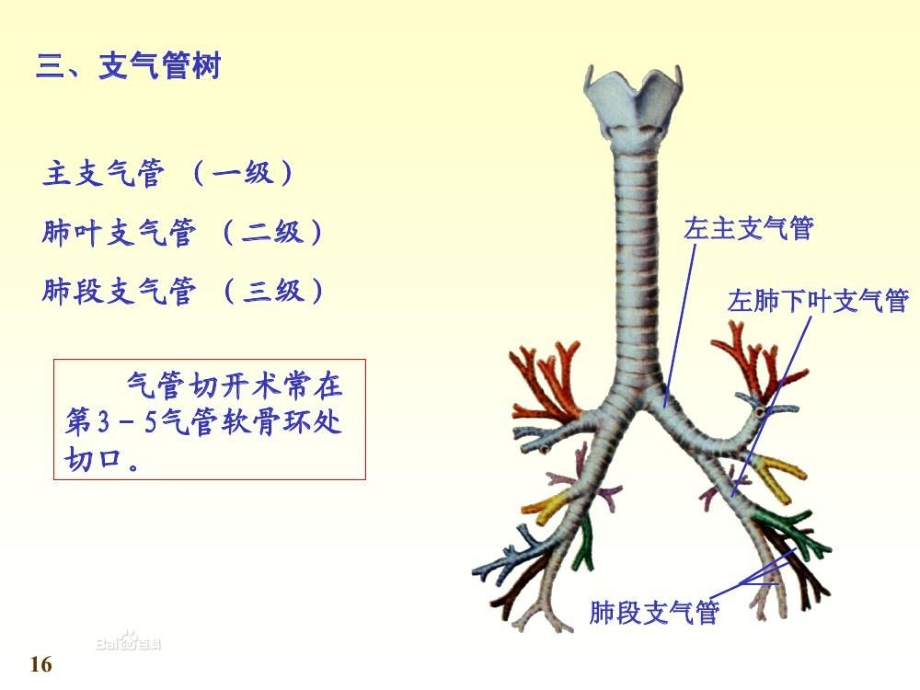 儿科个案查房：毛细支气管炎 课件_第3页