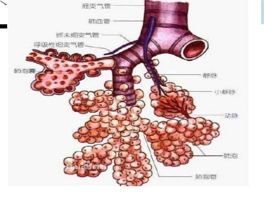 儿科个案查房：毛细支气管炎 课件_第5页